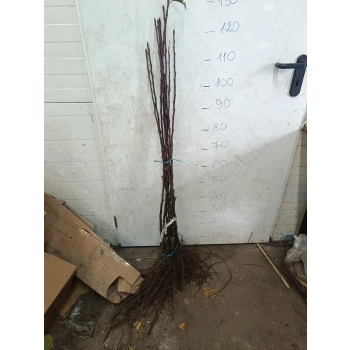 JABŁOŃ RAJSKA OZDOBNA SZCZEPIONA złoty owoc - sadzonki 100 / 130 cm