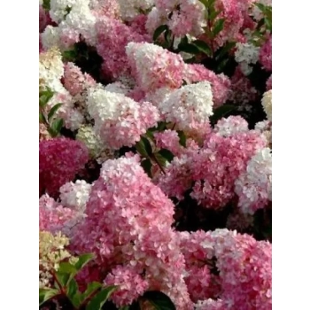 HORTENSJA bukietowa Vanille Fraise - sadzonki 20 / 30 cm