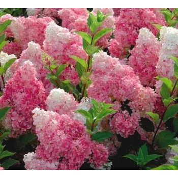 HORTENSJA VANILLE FRAISE na pniu - sadzonki 140 / 160 cm