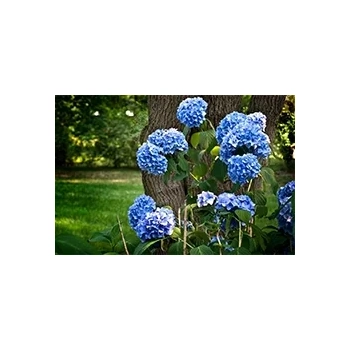 HORTENSJA niebieska na pniu szczepiona - sadzonki 60 / 80 cm