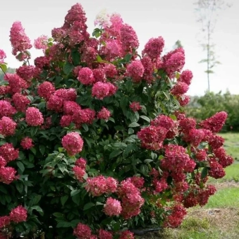 HORTENSJA bukietowa Gardenlight Redlight - sadzonki 20 / 30 cm