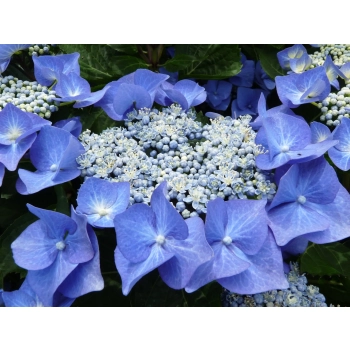 HORTENSJA ogrodowa niebieska Blaumeise - sadzonki 10 / 15 cm