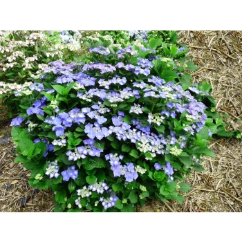 HORTENSJA ogrodowa niebieska Blaumeise - sadzonki 10 / 15 cm