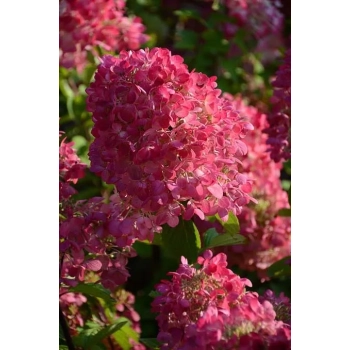 HORTENSJA bukietowa Diamant Rouge - sadzonki 20 / 30 cm