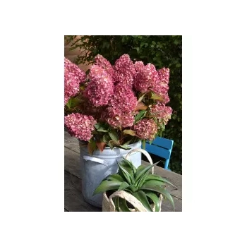 HORTENSJA bukietowa Gardenlight Redlight - sadzonki 20 / 30 cm