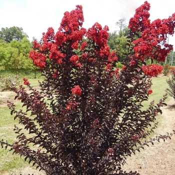 LAGERSTROEMIA CZERWONA czerwony liść - sadzonki 50 / 70 cm
