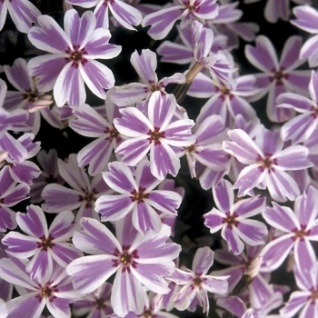 FLOKS CANDY STRIPES biało - różowy - sadzonki 10 / 15 cm