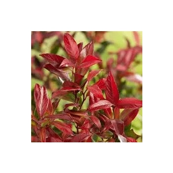 KIŚCIEŃ SCARLETTA ZEBLID zimozielone - sadzonki 10 / 20 cm