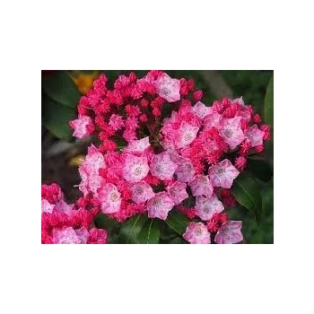 KALMIA Kardinal - sadzonki 30 / 50 cm