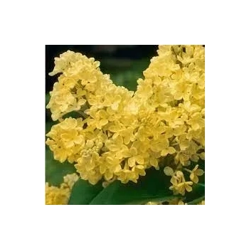 BEZ LILAK Primrose żółty - sadzonki 5 / 10 cm