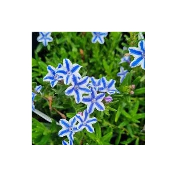 LITODORA Star - sadzonki 5 / 10 cm