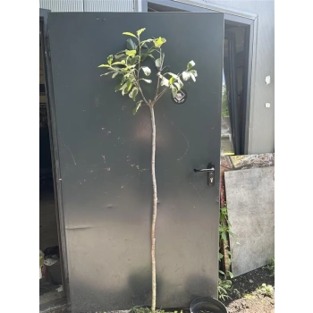 JARZĄB SZWEDZKI szczepiony na pniu kulisty oryginał - sadzonki 160 / 180 cm