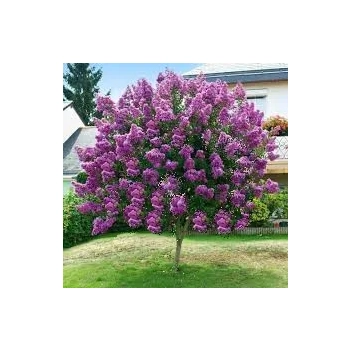LAGERSTROEMIA na pniu Fioletowo-rózowa bez południa - sadzonki 70 / 90 cm