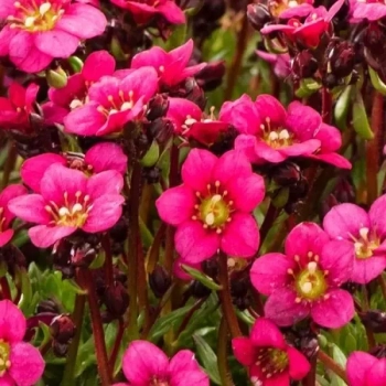 SKALNICA Marto Hot Rose - sadzonki 5 / 10 cm