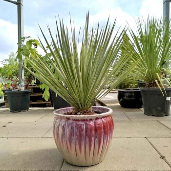 YUCCA JUKA PALMA DUŻA ROŚLINA Z POLSKIEJ PRODUKCJI 80 / 100 cm