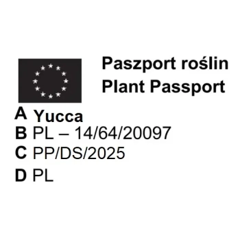 YUCCA JUKA PALMA DUŻA ROŚLINA Z POLSKIEJ PRODUKCJI 80 / 100 cm