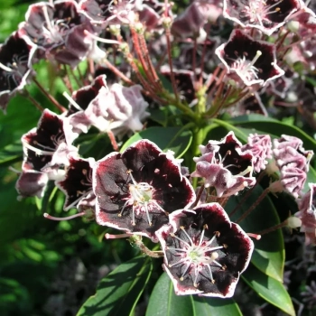 KALMIA Mitternacht - sadzonki 30 / 50 cm