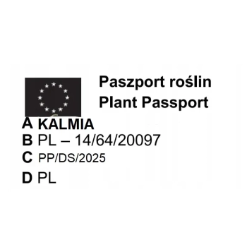 KALMIA Tad - sadzonki 30 / 50 cm