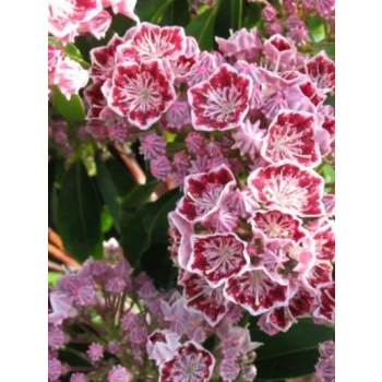 KALMIA Ginkona - sadzonki 30 / 50 cm