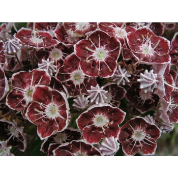 KALMIA Tad - sadzonki 30 / 50 cm
