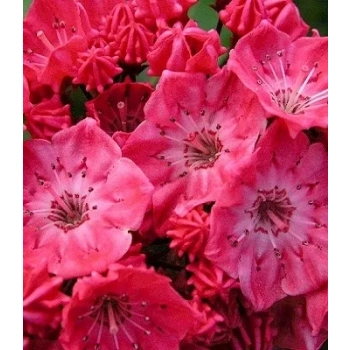 KALMIA Kardinal - sadzonki 30 / 50 cm