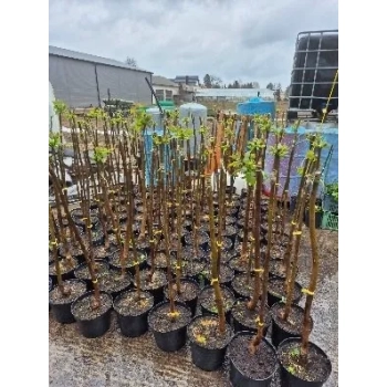 CATALPA KATALPA MINIATURA na pniu kulista szczepiona - sadzonki 120 / 140 cm