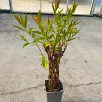 WIERZBA pleciona Pakiet 10 sztuk - sadzonki 120 / 150 cm