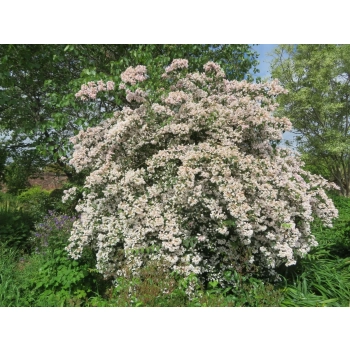 KOLKWICJA miododajne - sadzonki 15 / 30 cm