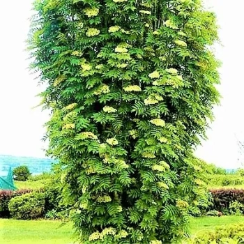 JARZĘBINA jadalna kolumnowa czerwona szczepiona - sadzonki 180 / 200 cm
