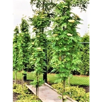 JARZĘBINA jadalna kolumnowa czerwona szczepiona - sadzonki 180 / 200 cm