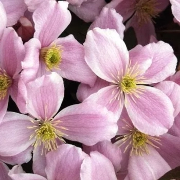 CLEMATIS POWOJNIK GÓRSKI różowy - sadzonki 10 / 20 cm