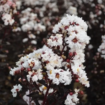 LAGERSTROEMIA BIAŁA czerwony liść - sadzonki 50 / 70 cm