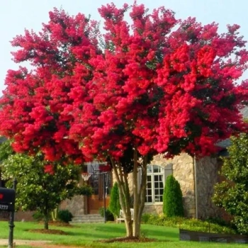 LAGERSTROEMIA bez południa czerwona - sadzonki 100 / 130 cm