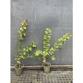 LAGERSTROEMIA bez południa fioletowa SADZONKA 2 LETNIA PRZYCIĘTA - sadzonki 30 / 40 cm