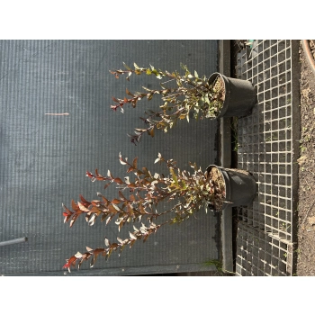 LAGERSTROEMIA RÓŻOWA czerwony liść - sadzonki 50 / 70 cm