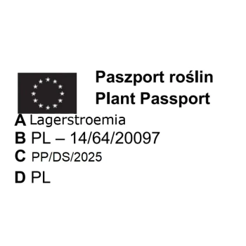 LAGERSTROEMIA RÓŻOWA czerwony liść - sadzonki 50 / 70 cm