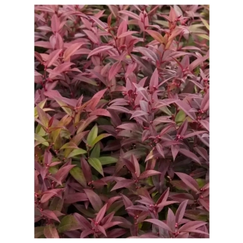 KIŚCIEŃ SCARLETTA ZEBLID zimozielone - sadzonki 10 / 20 cm
