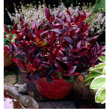 KIŚCIEŃ SCARLETTA ZEBLID zimozielone - sadzonki 10 / 20 cm