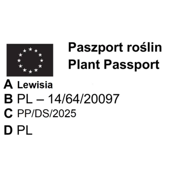 LEWIZJA Regenbogen - sadzonki 5 / 10 cm