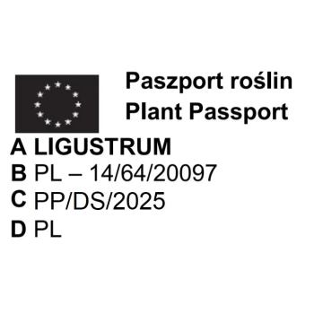 LIGUSTER żółty na pniu AUREUM - sadzonki 70 / 80 cm