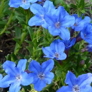 LITODORA Heavenly Blue - sadzonki 5 / 10 cm