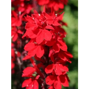 LOBELIA Queen Victoria - sadzonki 10 / 15 cm
