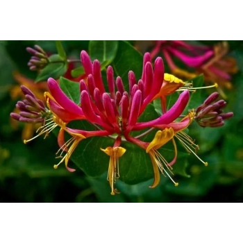 WICIOKRZEW American Beauty - sadzonki 15 / 30 cm
