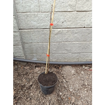 MAGNOLIA SUSAN - sadzonki 40 / 60 cm