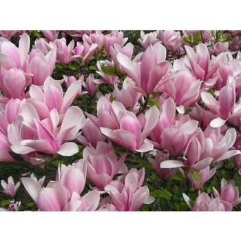 MAGNOLIA HEAVEN SCENT NA PNIU - sadzonki 160 / 190 cm