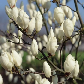 MAGNOLIA ALBA SUPERBA na pniu - sadzonki 70 / 90 cm