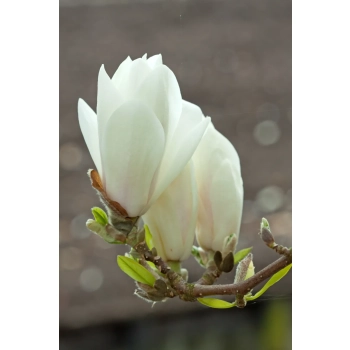 MAGNOLIA ALBA SUPERBA na pniu - sadzonki 70 / 90 cm