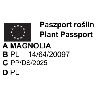 MAGNOLIA ALBA SUPERBA na pniu - sadzonki 70 / 90 cm