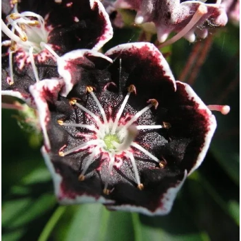 KALMIA Mitternacht - sadzonki 30 / 50 cm