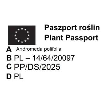 MODRZEWNICA pospolita - sadzonki 10 / 20 cm